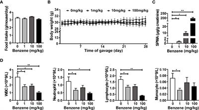 Benzene Exposure Leads to Lipodystrophy and Alters Endocrine Activity In Vivo and In Vitro